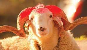 Qurbanlıq heyvanlar neçəyədir və necə alınmalıdır?