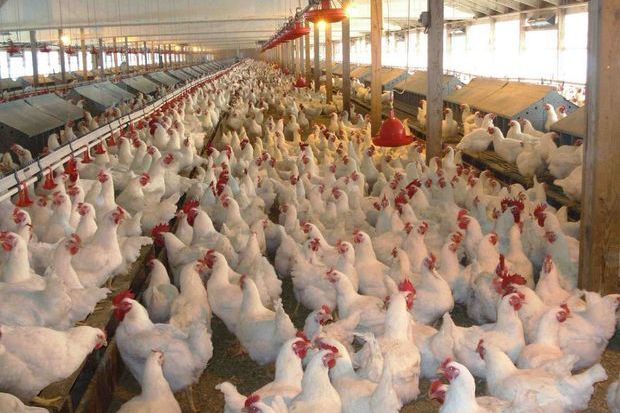 Çinli mindən çox toyuğu qorxudaraq öldürdü